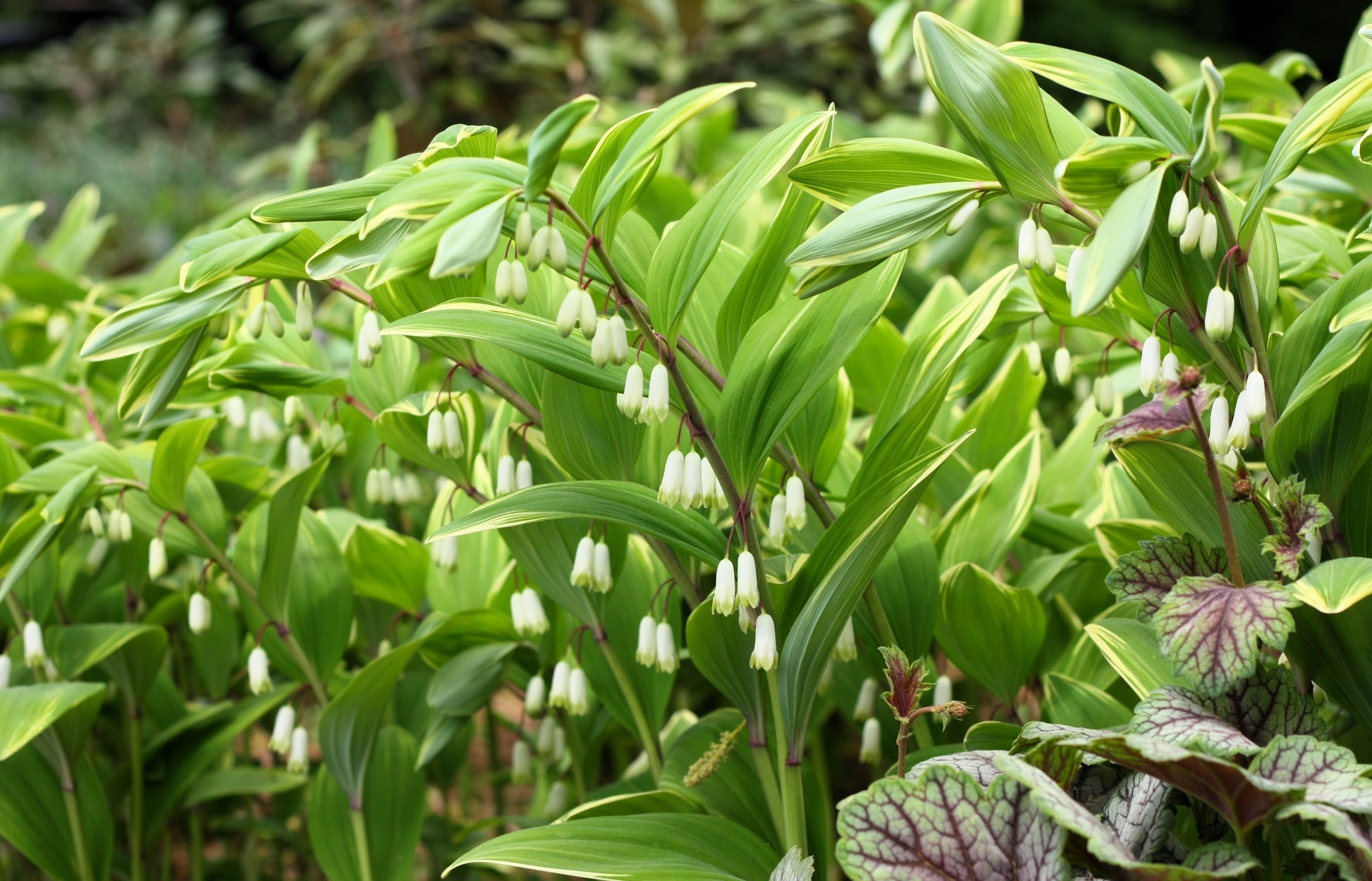 15 Variegated SOLOMONS SEAL Polygonatum Biflorum Canaliculatum Flower –  Seedville USA