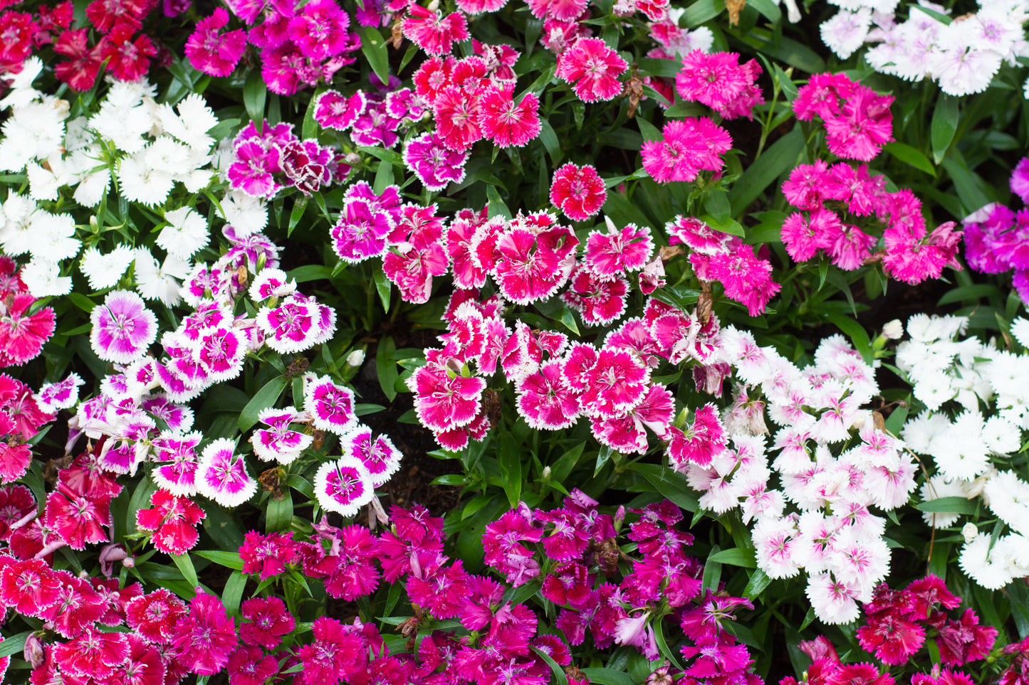 500 MIXED CHINESE PINKS China Rainbow Pink Dianthus Chinensis Bicolor Flower Seeds