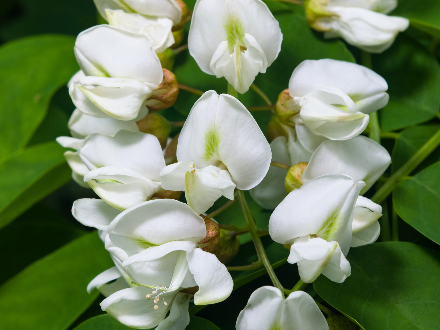 25 Flowering BLACK LOCUST TREE (Yellow Locust / False Acacia) Robinia Pseudoacacia Seeds