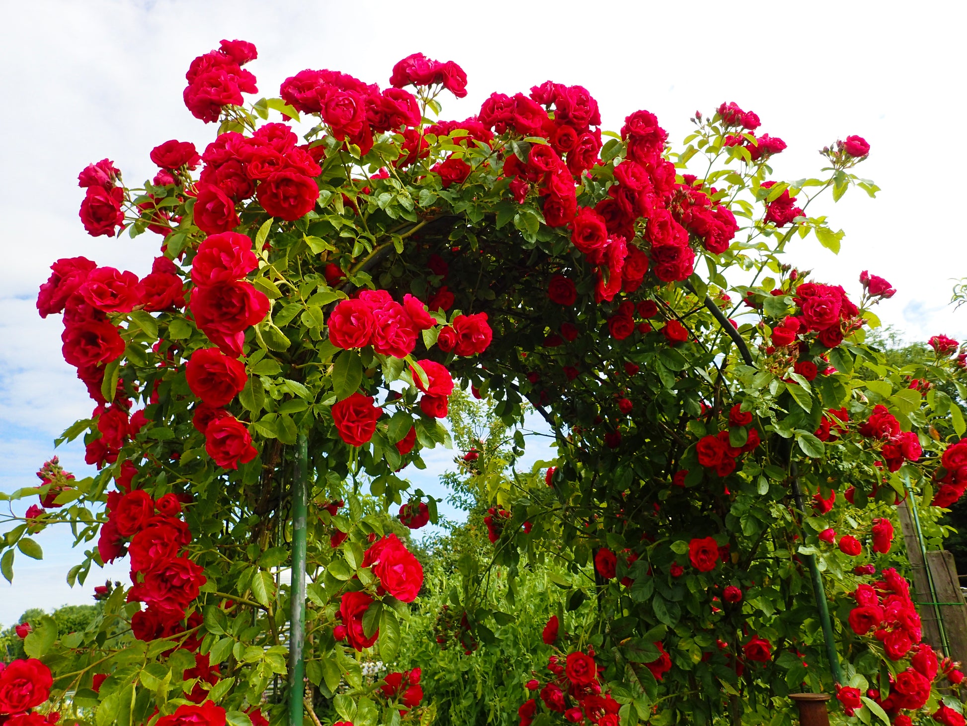climbing roses seeds 5 RED CLIMBING ROSE Rosa Bush Vine Climber Fragrant Butterfly Flower S – Seedville USA