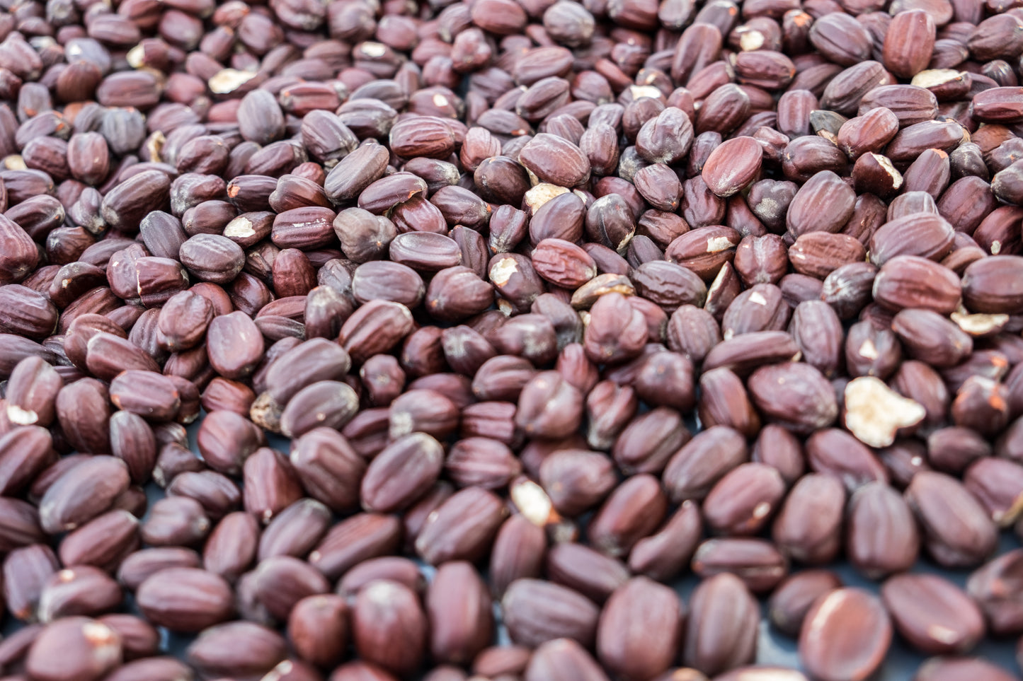 5 JOJOBA Simmondsia Chinensis Fruit Nut Oil Evergreen Shrub Seeds