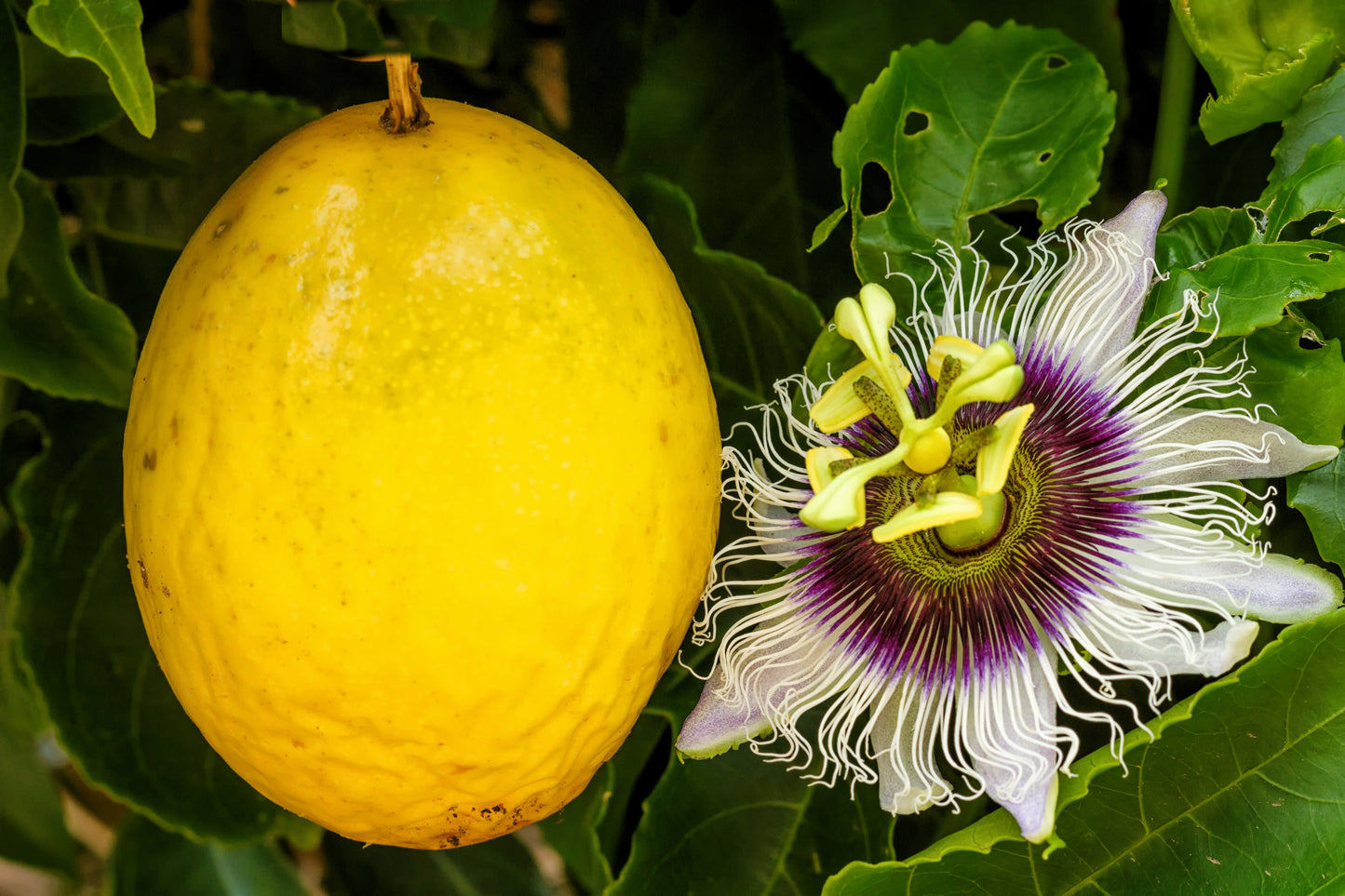 10 YELLOW PASSION FRUIT Vine Passiflora Edulis Flavicarpa Golden Passionfruit Purple & White Flower Seeds