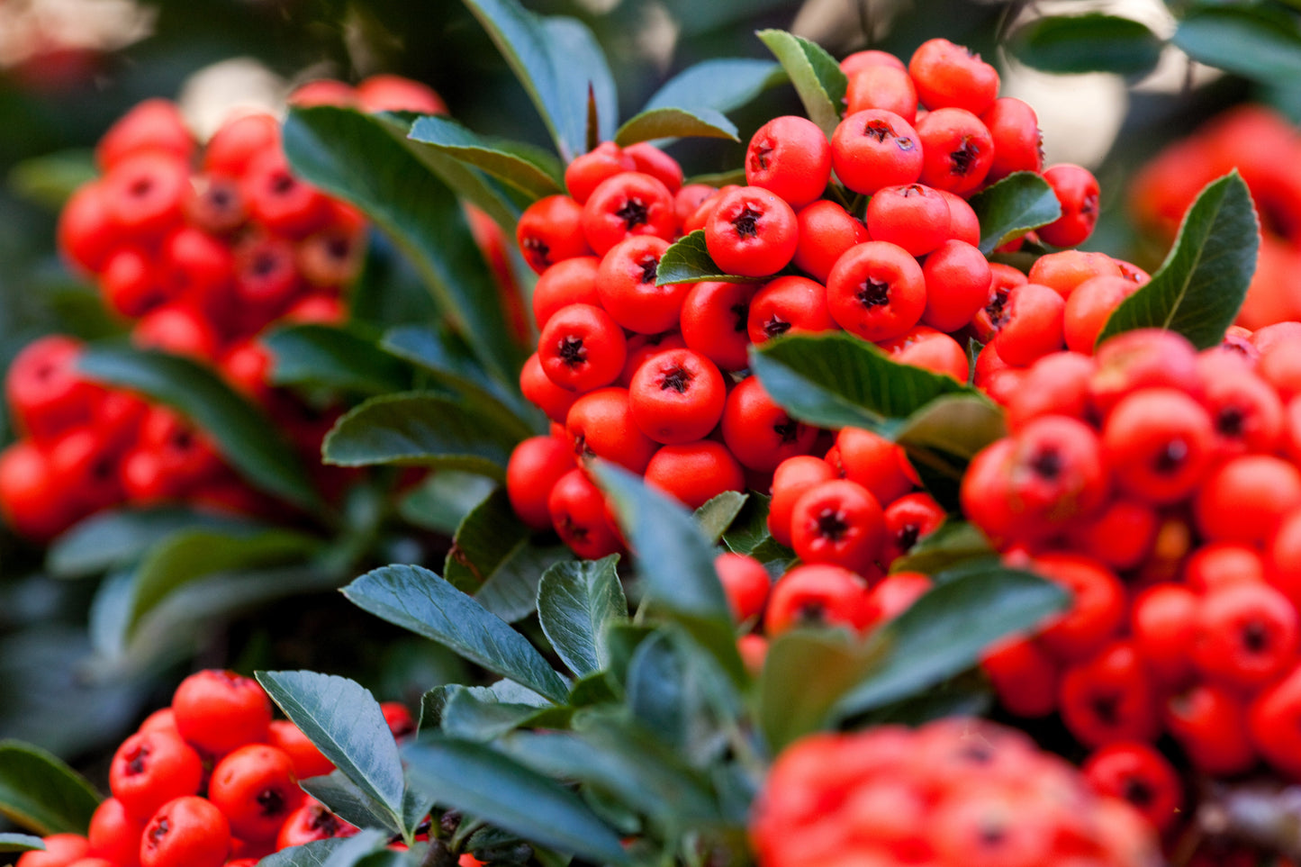 25 SCARLET FIRETHORN Pyracantha Coccinea Bush Shrub Flower Seeds