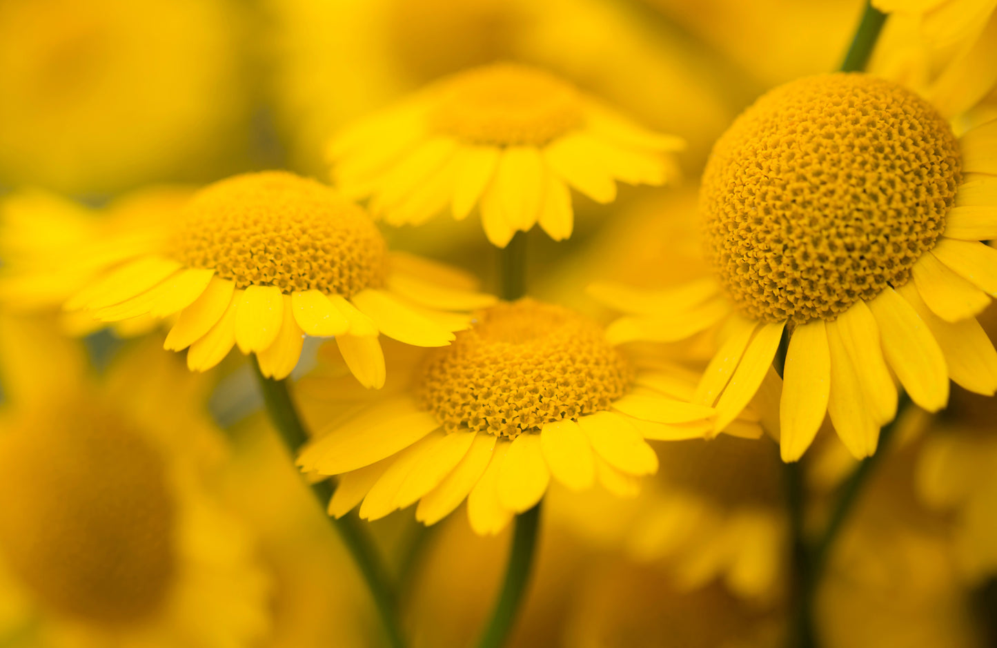 250 GOLDEN MARGUERITE DAISY Dyer's Yellow Chamomile Anthemis Tinctoria Kelwayi Cota Tinctoria  Paris Daisy Herb Flower Seeds