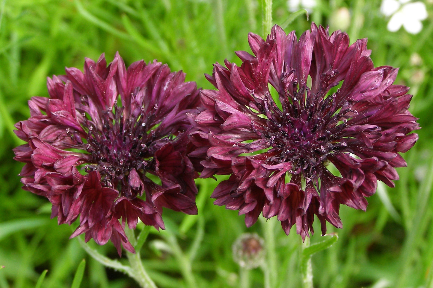 25 Black Garnet BACHELOR'S BUTTON / CORNFLOWER Centaurea Cyanus Flower Seeds