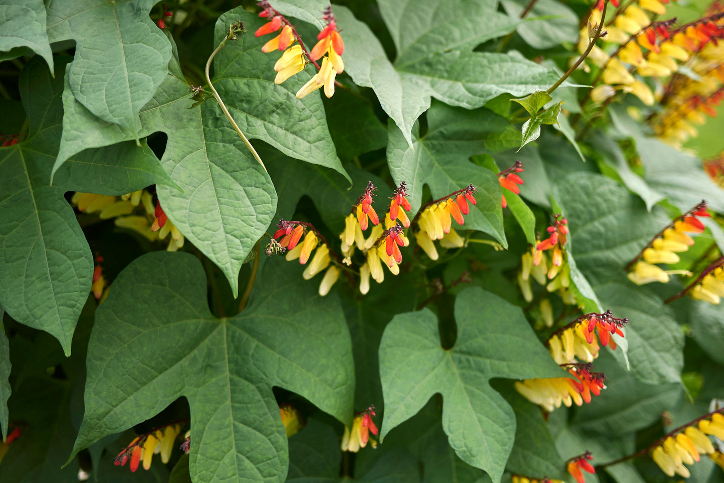 10 FIRECRACKER VINE Flower Mina Lobata Exotic Love Spanish Flag Ipomoea Seeds