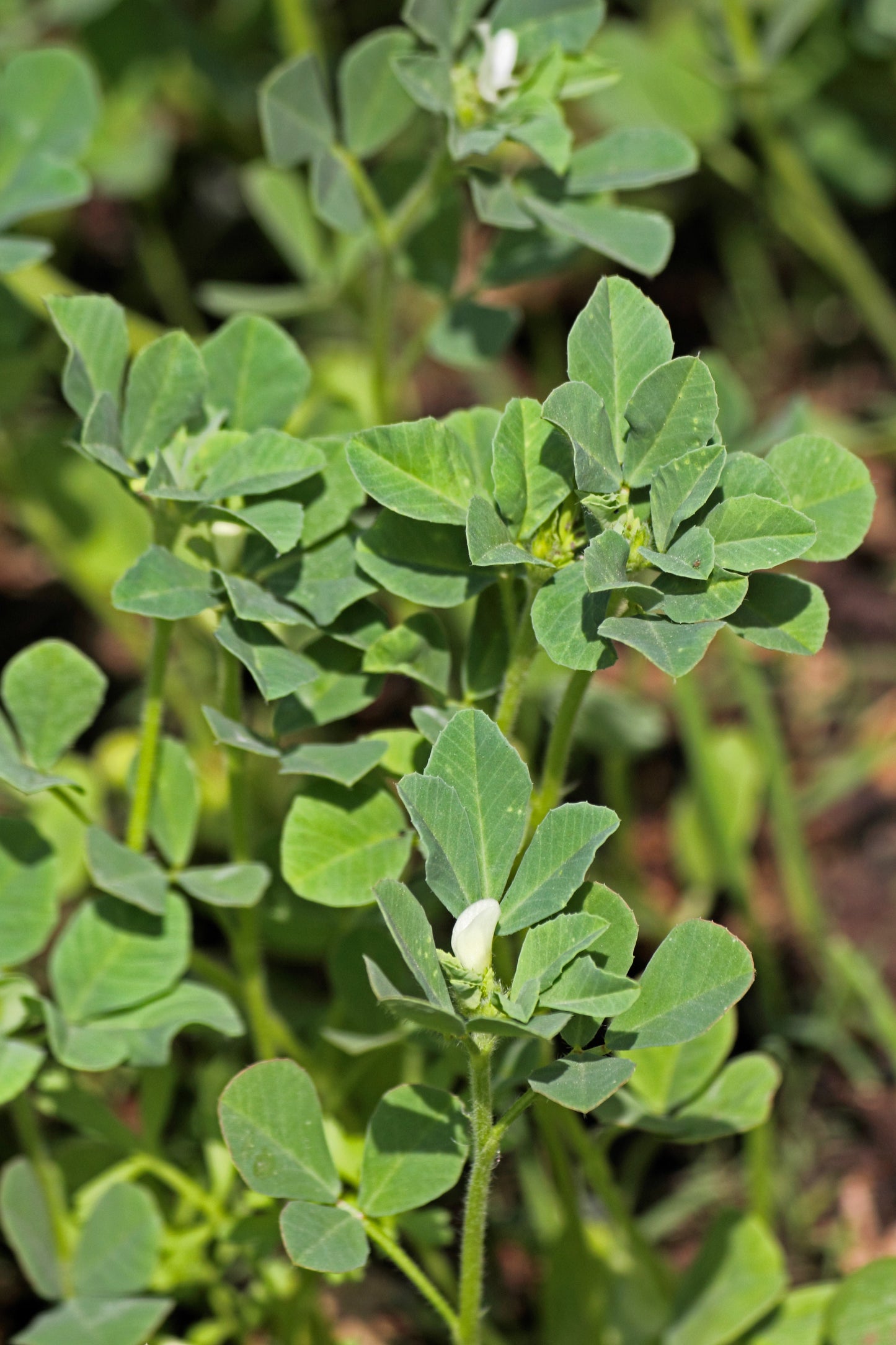 300 FENUGREEK Trigonella Foenum Graecum Herb Flower Seeds