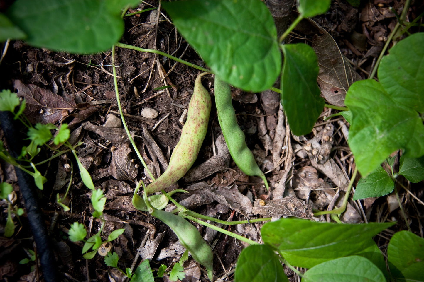 50 PINTO BEAN Phaseolus Vulgaris Vegetable Seeds