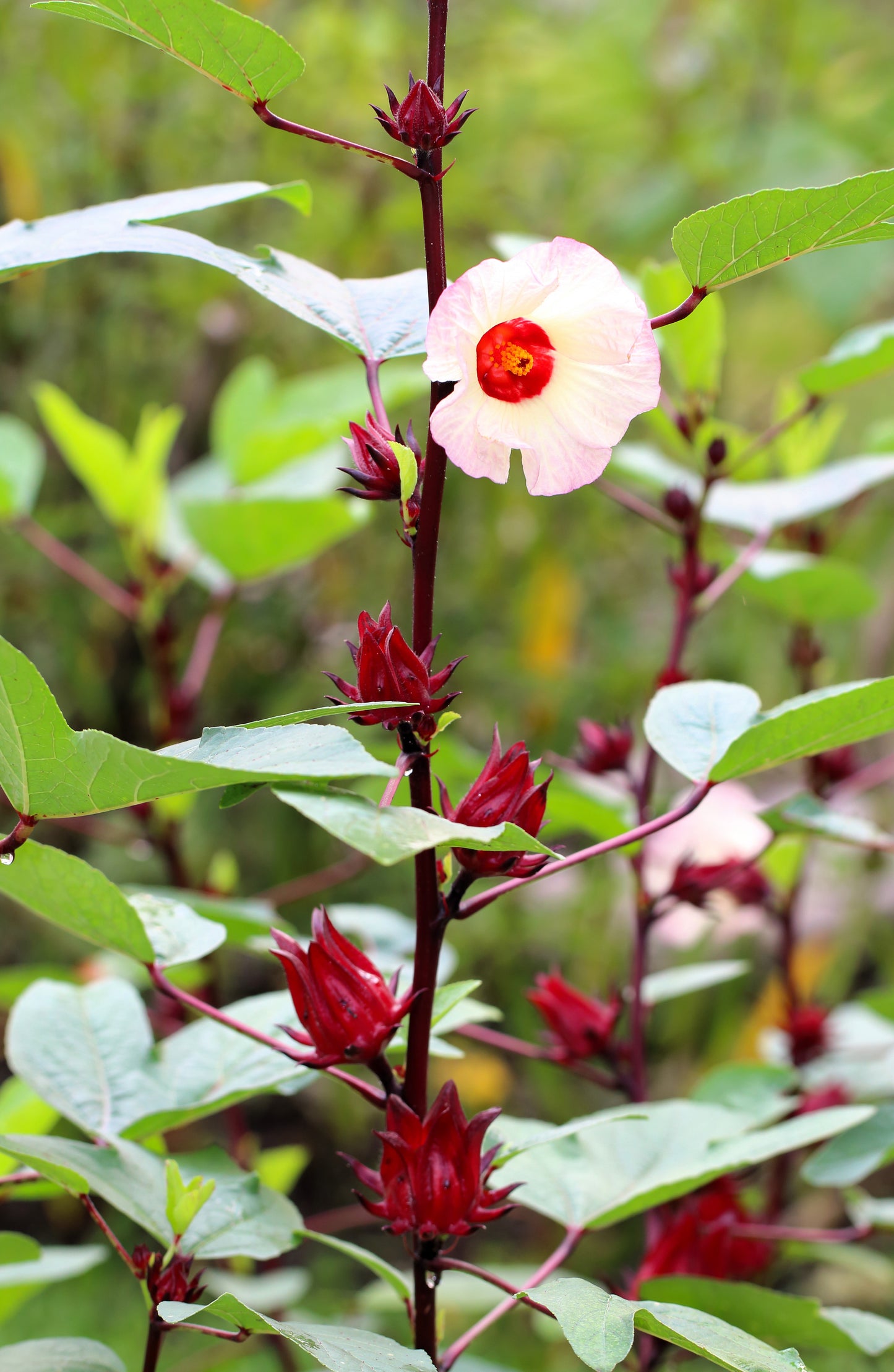 50 ROSELLE HIBISCUS Sabdariffa Rosella Fruit White & Red Flower Seeds