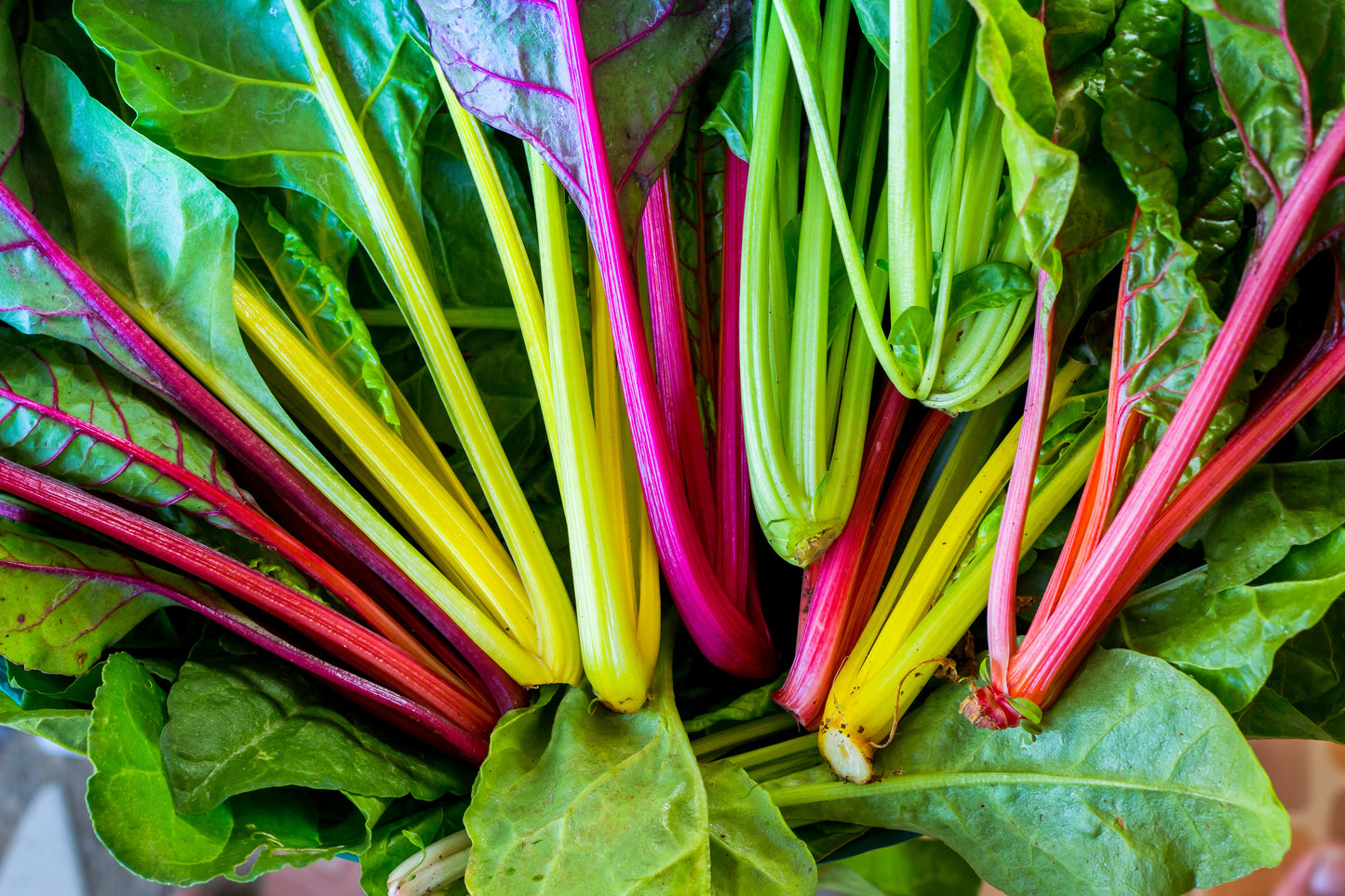 150 Mixed Colors NORTHERN LIGHTS  SWISS CHARD (Perpetual Spinach) Beta Vulgaris Cicla Vegetable Seeds