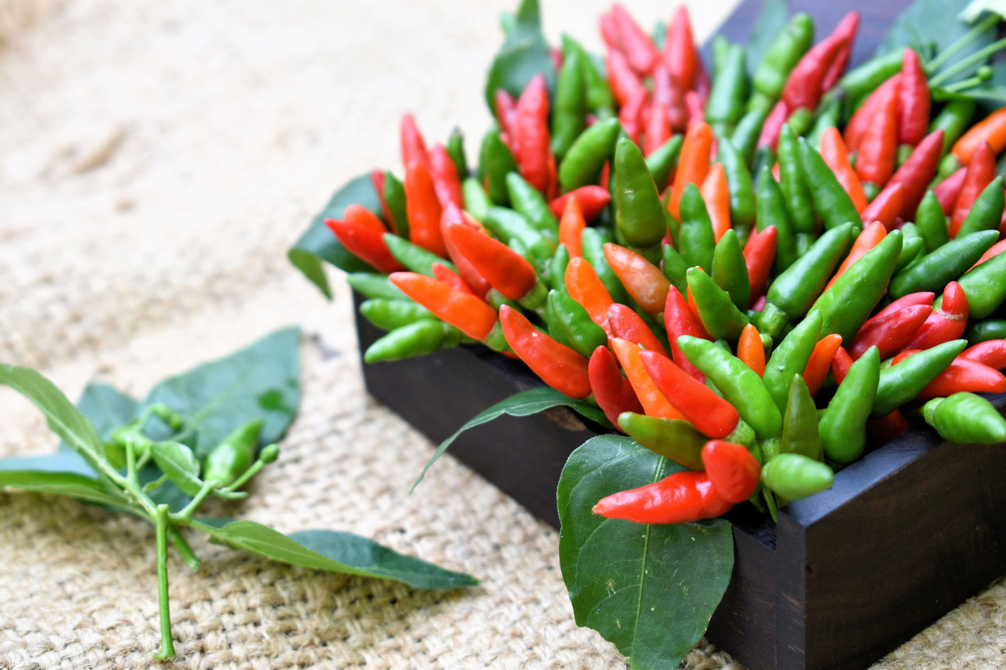 planting birds eye chilli seeds 30 BIRDS Eye CHILI PEPPER (Chiltepin Pepper) Capsicum Frutescens Veget – Seedville USA