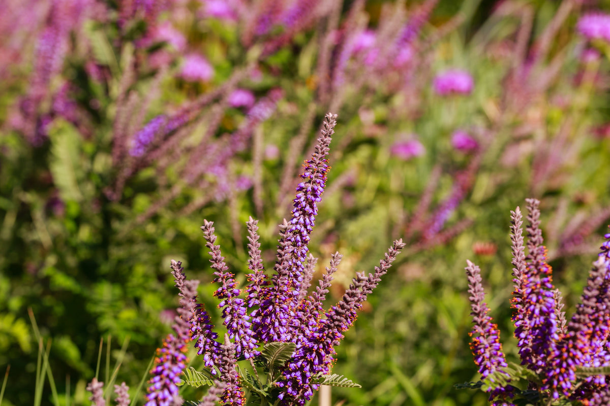 50 FRAGRANT FALSE INDIGO (Dwarf Wild Indigo) Amorpha Nana Native Flower Seeds