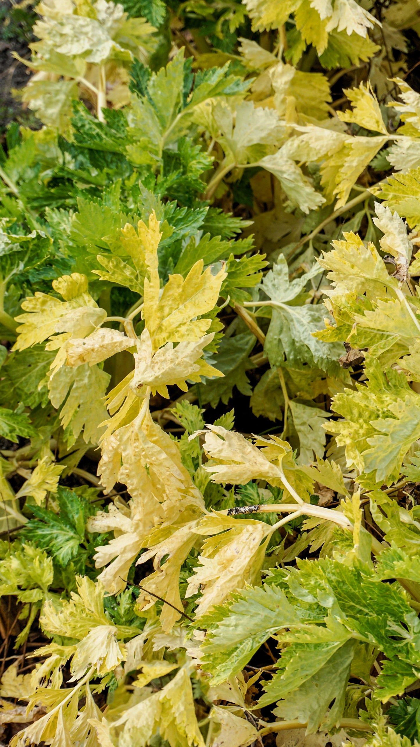 1000 GOLDEN Self-BLANCHING CELERY aka Burpee's or Dwarf Golden Apium Graveolens Dulce Vegetable Seeds