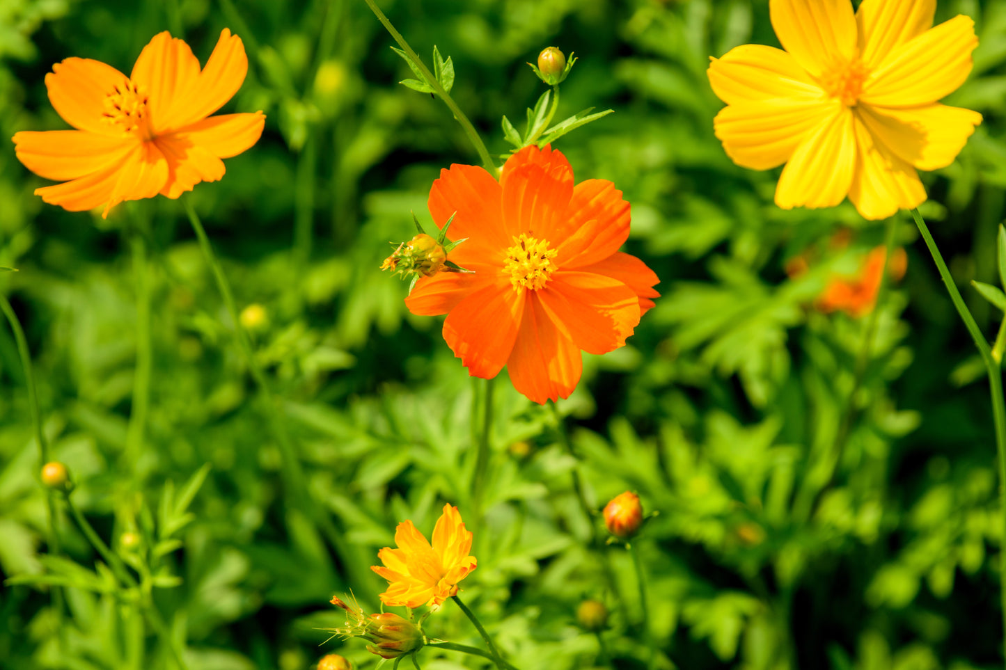 300 BRIGHT LIGHTS COSMOS Mix Mixed Colors Red Orange Yel Bipinnatus Flower Seeds