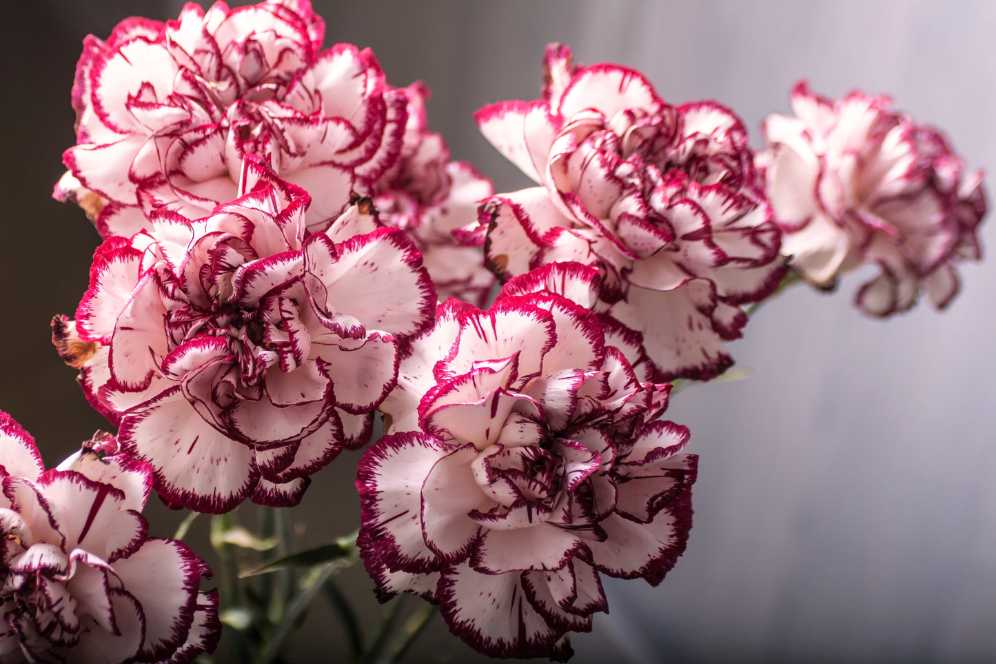 50 Avranchin RED & WHITE CARNATION Dianthus Caryophyllus Chabaud Flower Seeds