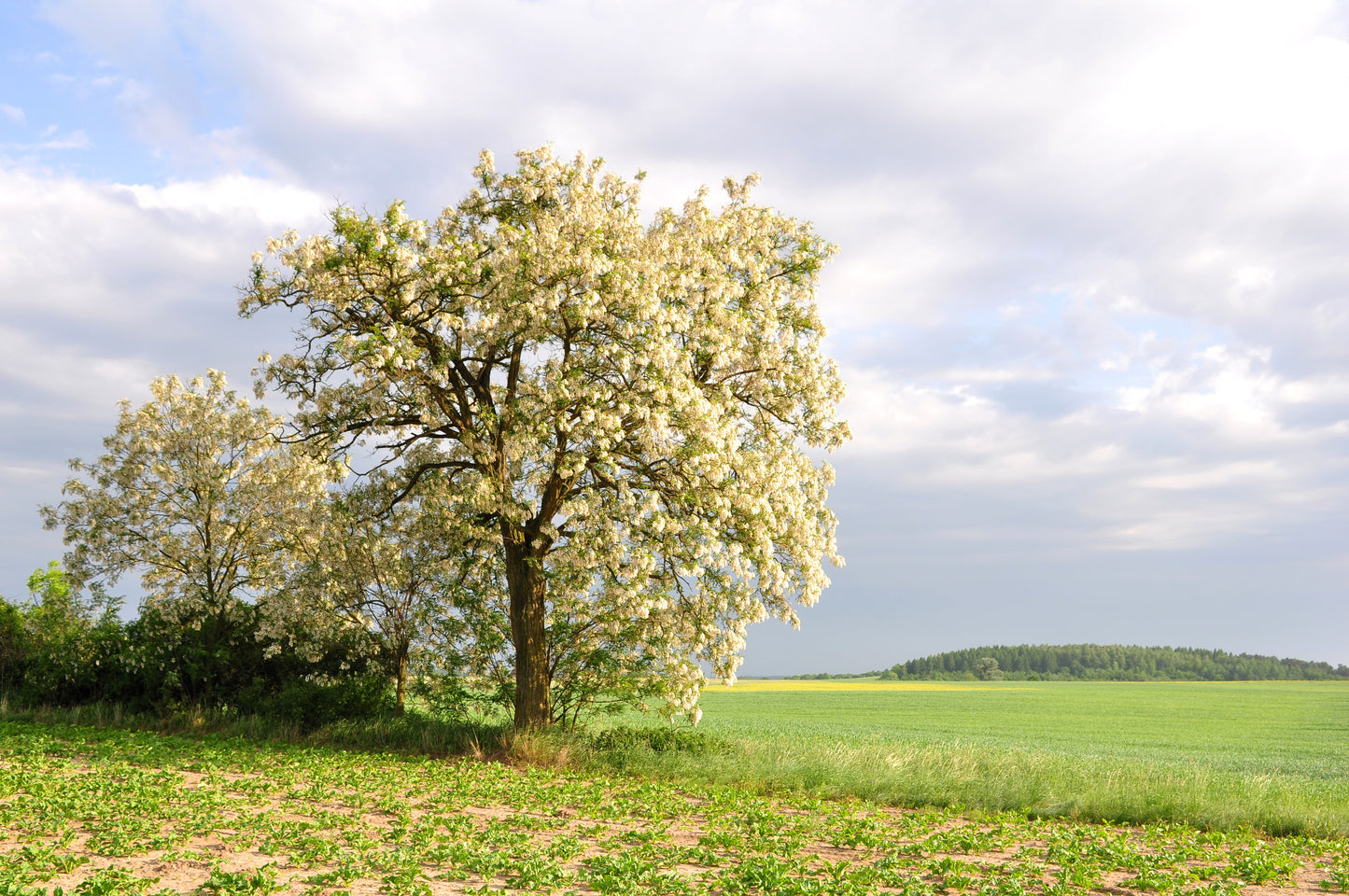 25 Flowering BLACK LOCUST TREE (Yellow Locust / False Acacia) Robinia Pseudoacacia Seeds