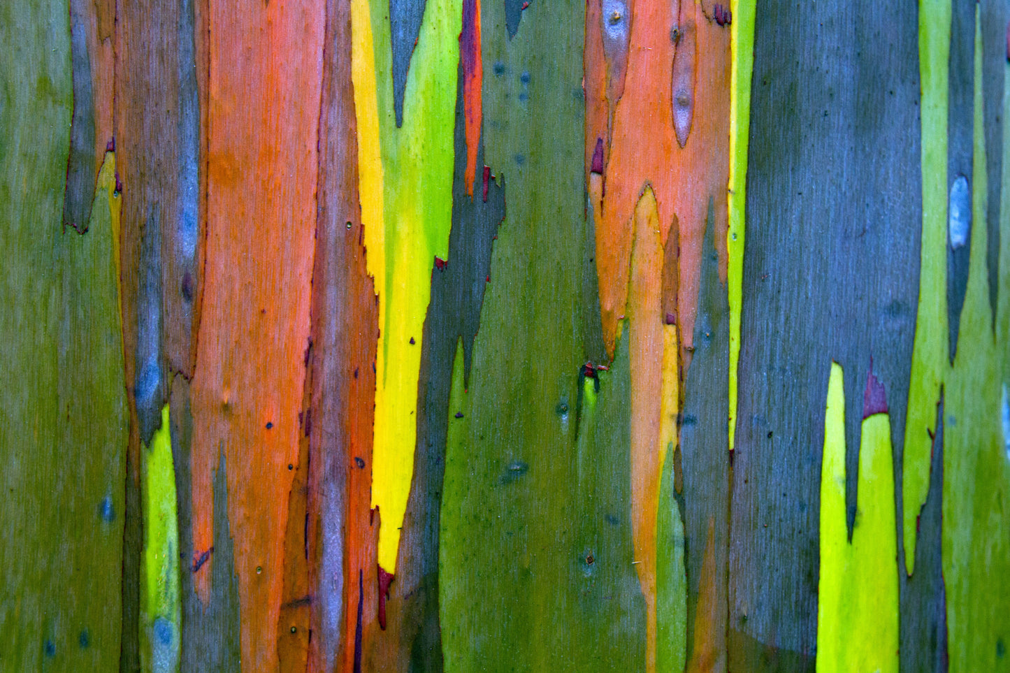 50 RAINBOW EUCALYPTUS Deglupta Gum Multicolor Bark Tree Seeds