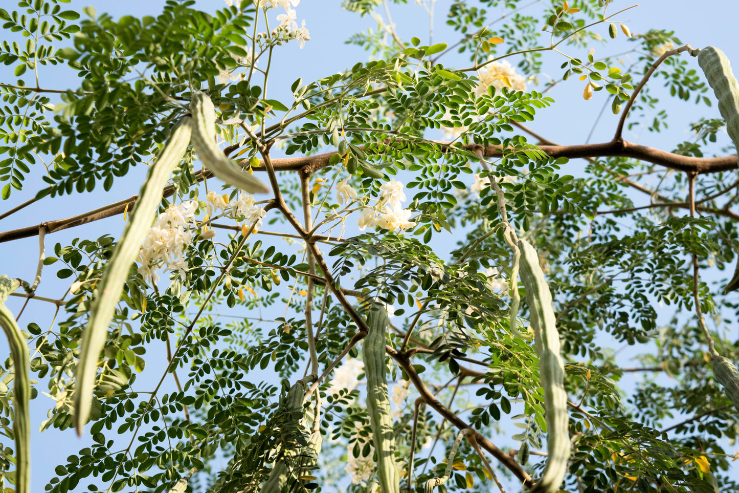 10 Flowering DRUMSTICK TREE Moringa Oleifera Seeds (Miracle Tree / Ben Oil Tree)