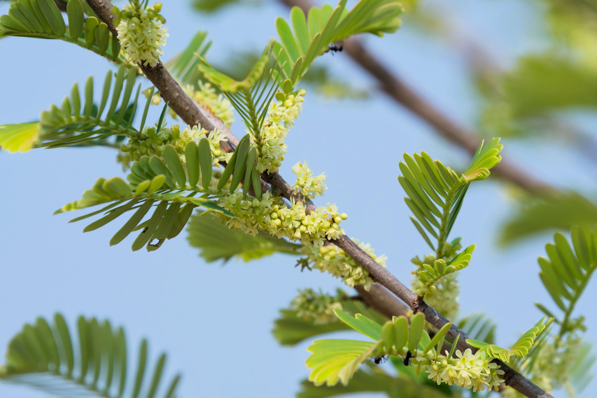 plant gooseberry seeds 10 INDIAN GOOSEBERRY Phyllanthus Emblica Emblic Edible Fruit Tree Seed – Seedville USA