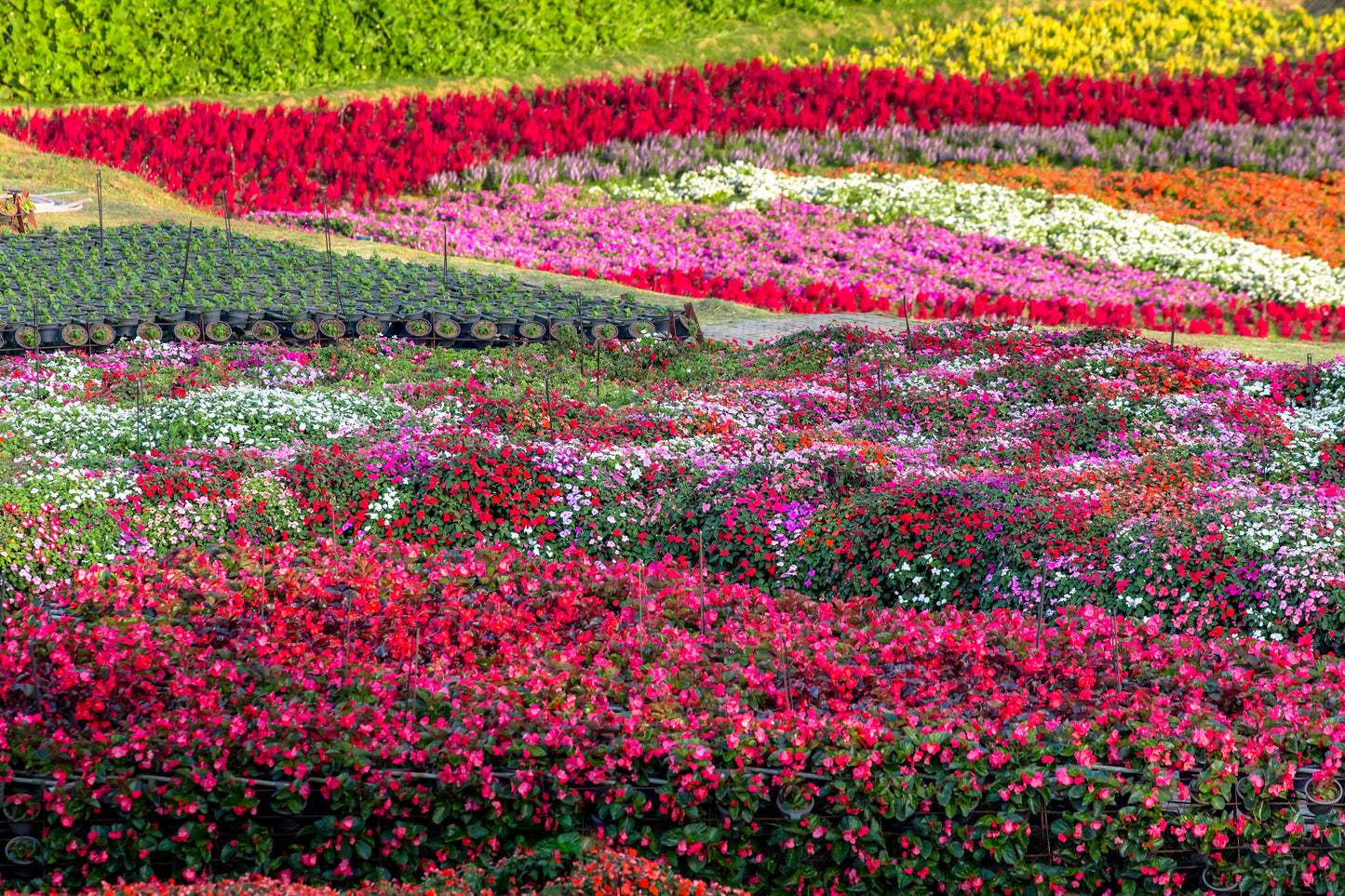 50 MIXED COLORS Dwarf IMPATIENS Walleriana Sun or Full Shade Red, White, Pink, Carmine, Scarlet, & Orange Flower Seeds