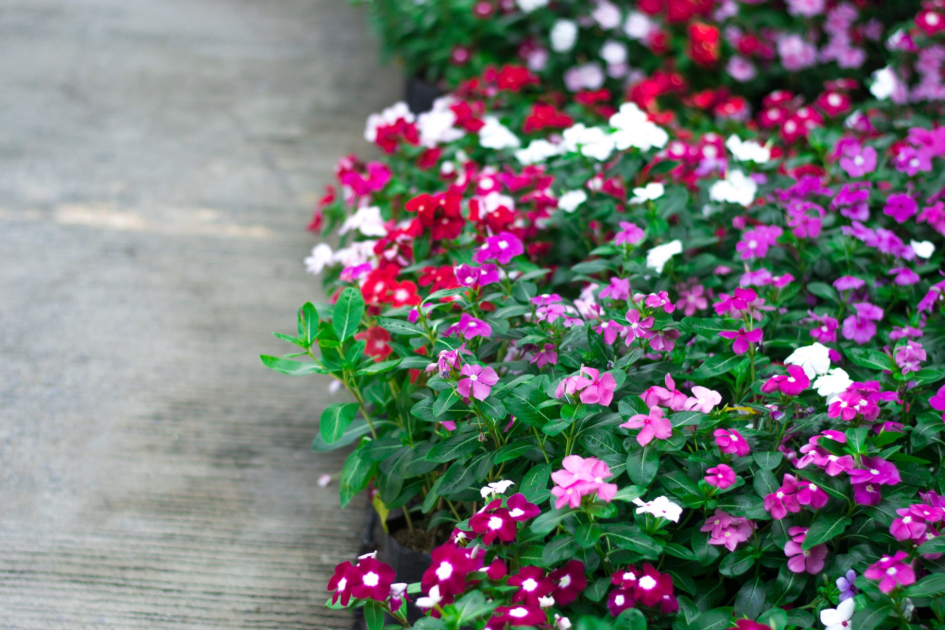 periwinkle plant seeds 100 DWARF Little MIX PERIWINKLE / Vinca Rosea Flower Seeds