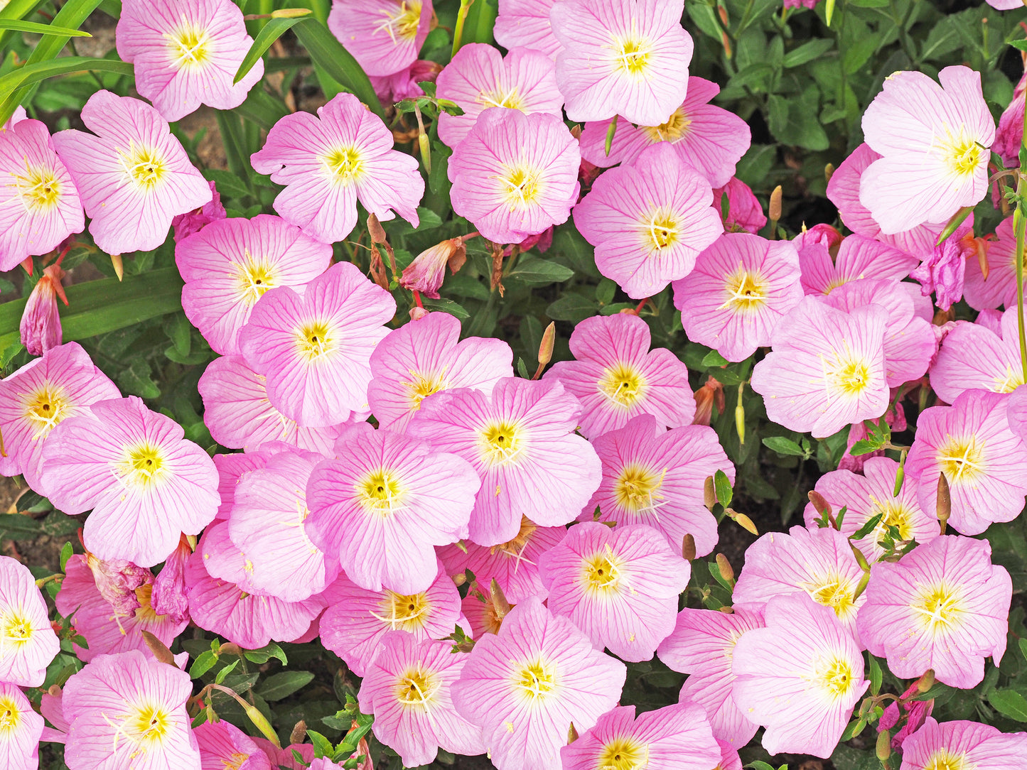 1000 Showy PINK EVENING PRIMROSE (Pink Ladies / Mexican Evening) Oenothera Speciosa Flower Seeds