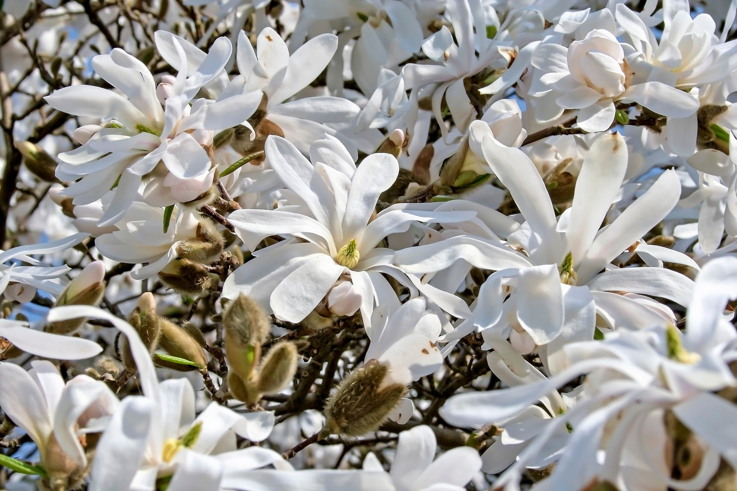 5 STAR MAGNOLIA Stellata TREE Seeds - Fragrant White to Pink Big 4" Wide Flowers