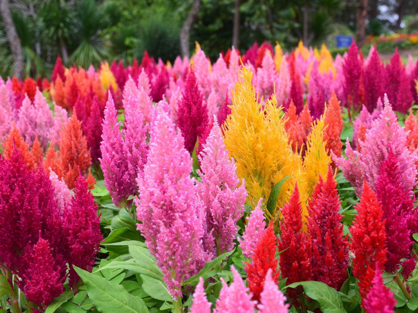 150 Mixed PAMPAS PLUMES COCKSCOMB Celosia Plumosa Flower Seeds