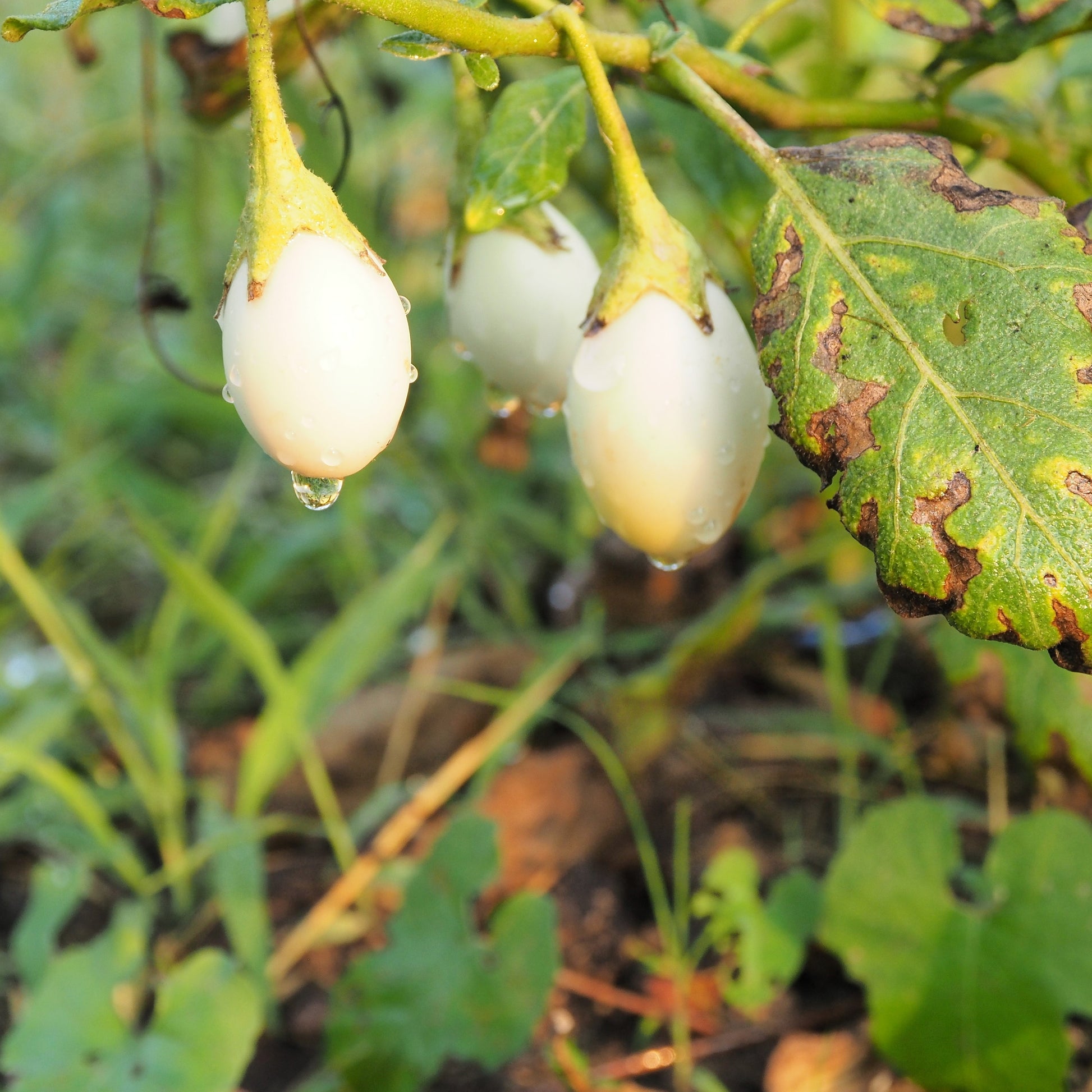 easter egg plant seeds 30 EASTER EGG PLANT (Easter Eggplant / Ornamental Eggplant / Nest Egg) Solanum Ovigerum Seeds