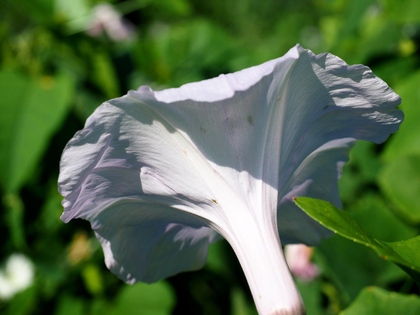 50 MOONFLOWER MORNING GLORY White Moon Flower Ipomoea Alba Flower Vine Seeds