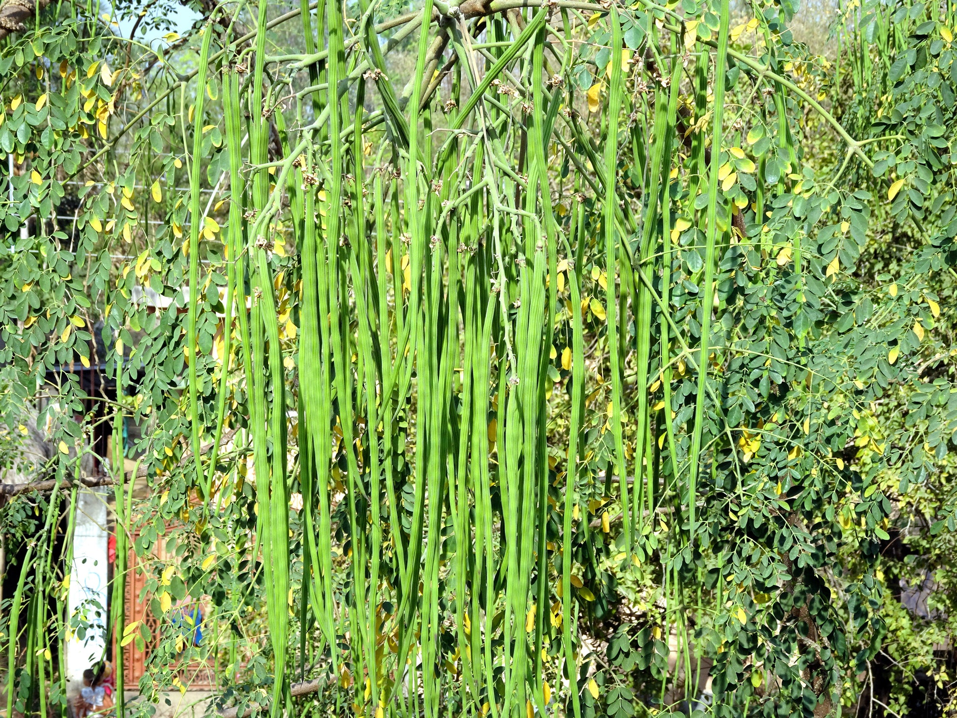 drumstick plant from seeds 10 Flowering DRUMSTICK TREE Moringa Oleifera Seeds (Miracle Tree / Ben – Seedville USA