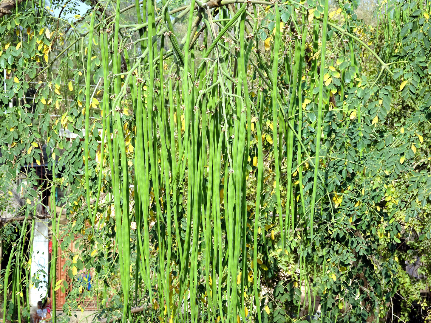 10 Flowering DRUMSTICK TREE Moringa Oleifera Seeds (Miracle Tree / Ben Oil Tree)