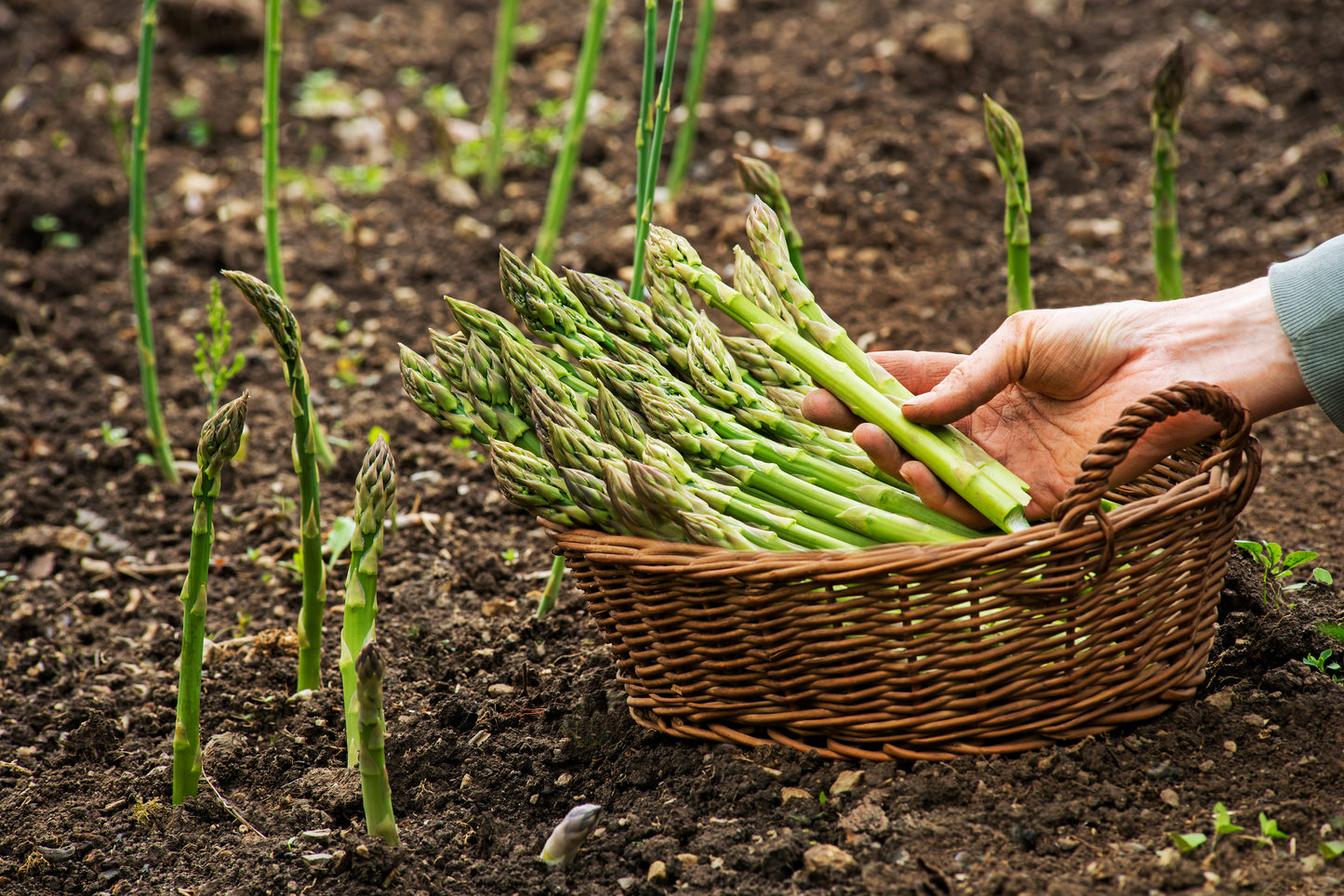 125 ASPARAGUS UC72 Officinallis Mary's Granddaughter Vegetable Seeds