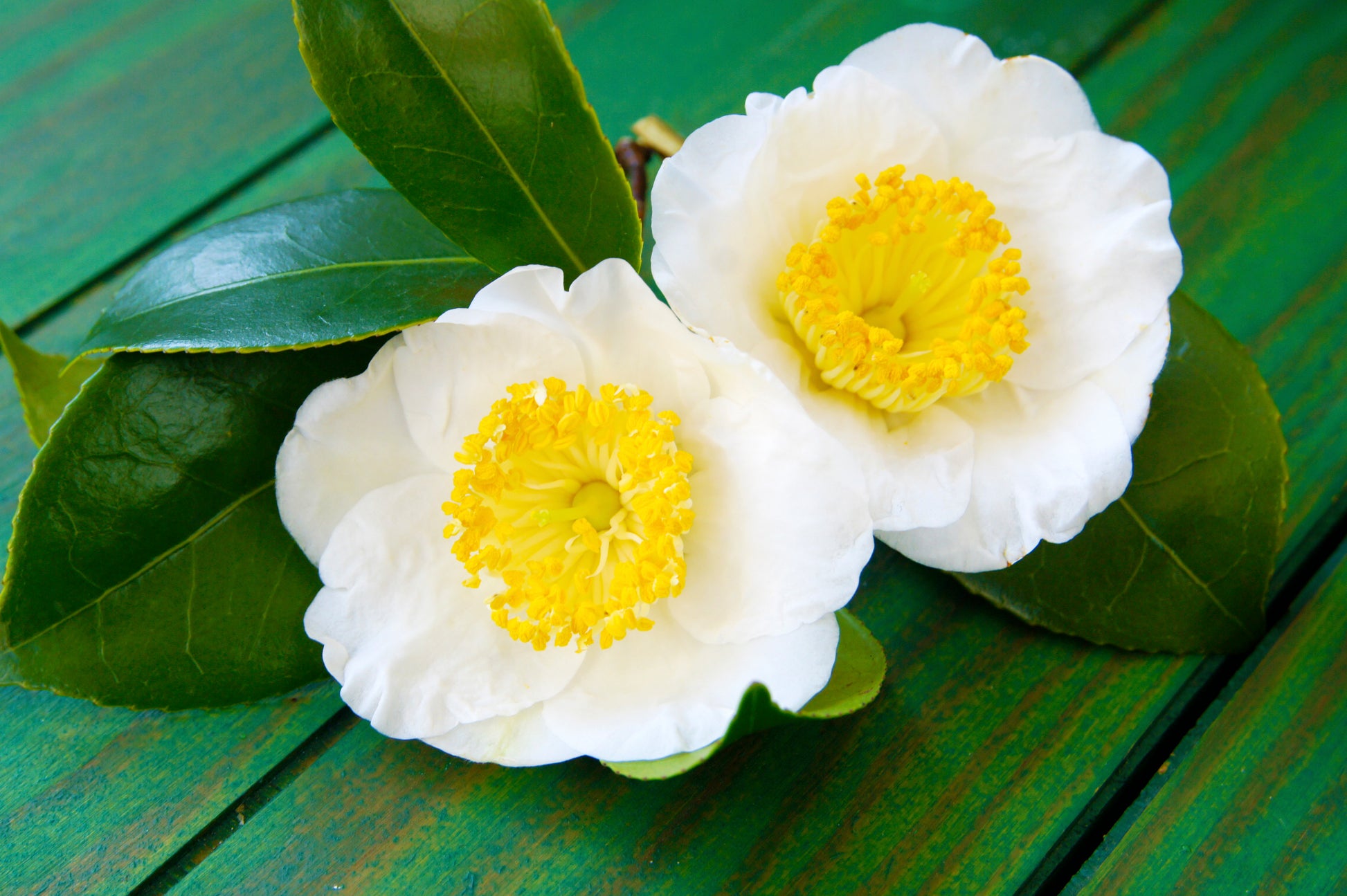 camellia sinensis plant seeds 5 TEA PLANT Black & Green Drinking Tea Camellia Sinensis Evergreen Tre – Seedville USA