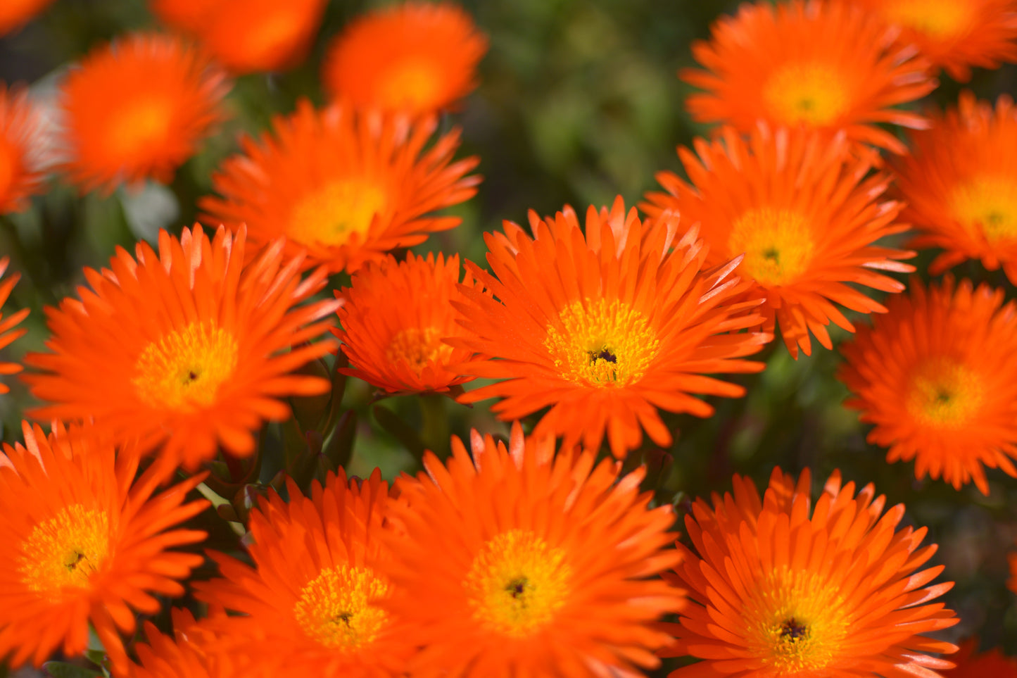 100 Gelato ORANGE ICE PLANT Mesembryanthemum Livingstone Daisy Flower Seeds