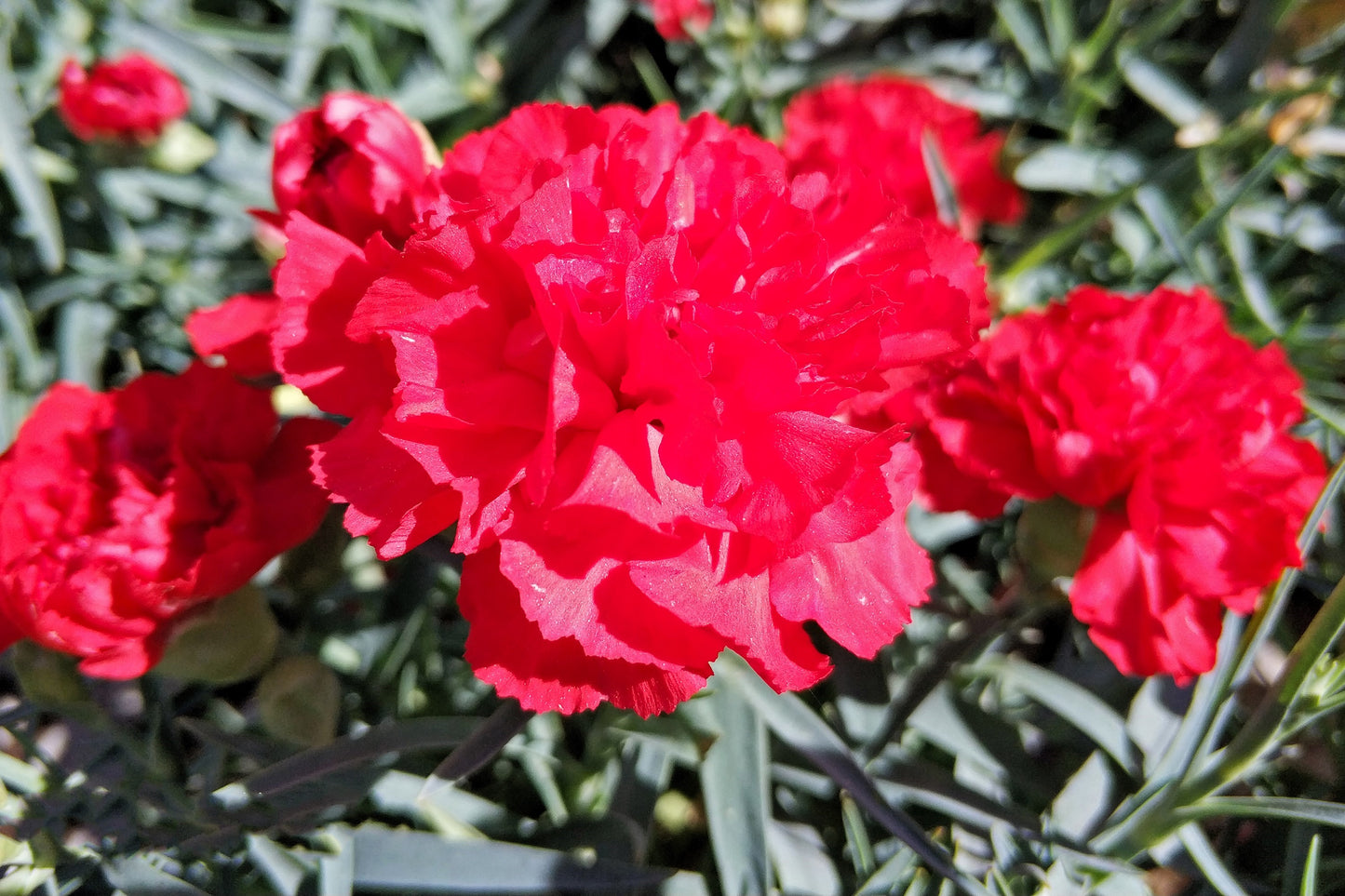 50 SCARLET RED CARNATION Dianthus Caryophyllus Grenadin Double Flower Seeds