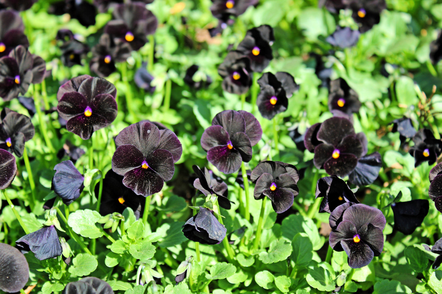 50 BLACK PANSY Clear Crystals Viola Wittrockiana Flower Seeds