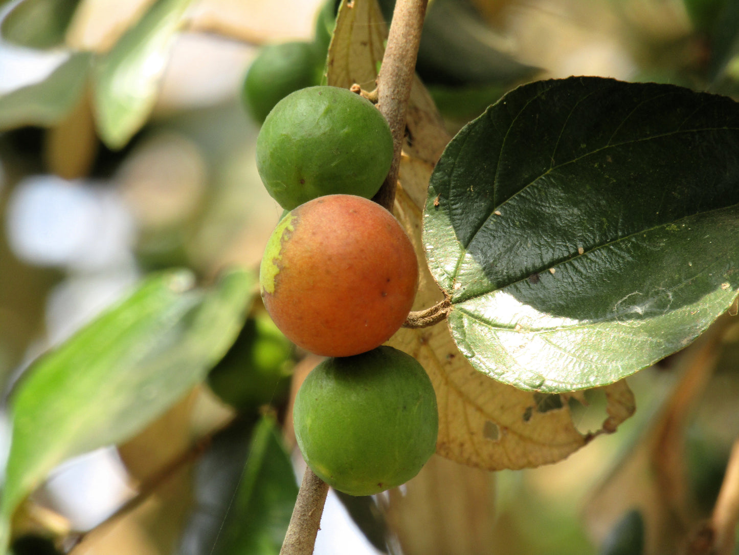 15 INDIAN PLUM Osoberry Oregon Oso Berry Oemleria Cerasiformis Fruit Shrub Seeds