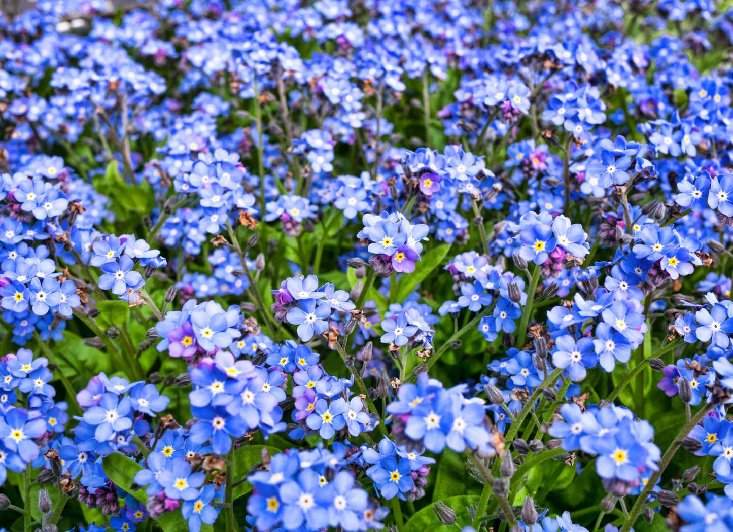 500 Blue FORGET ME NOT Myosotis Sylvatica Shade or Sun Perennial Flower Seeds