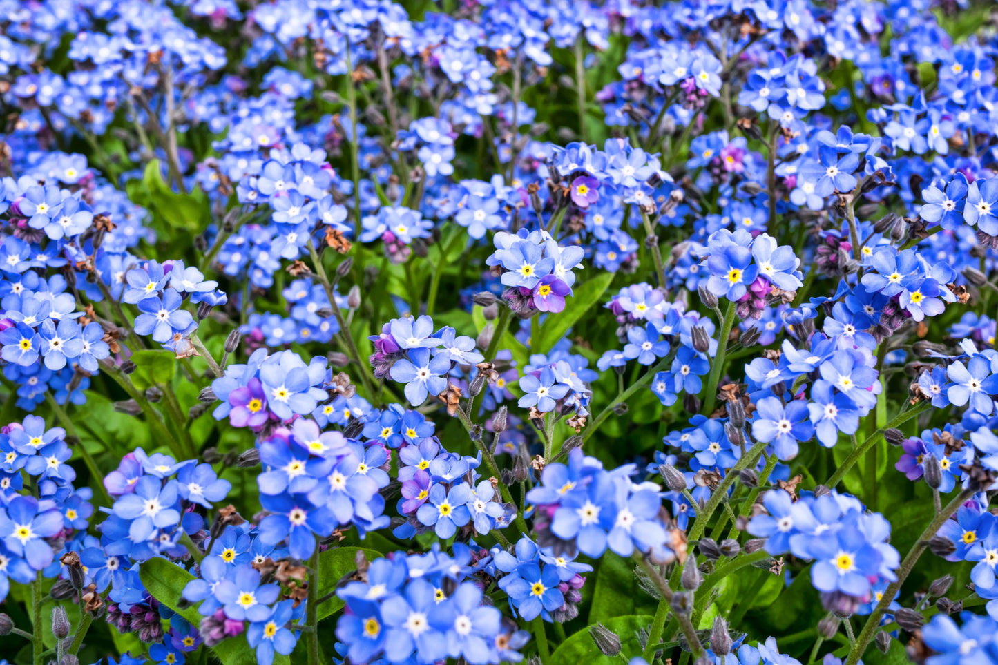 100 Mixed FORGET ME NOT Pink Blue White Mix Myosotis Alpestris Flower Seeds *Flat Shipping