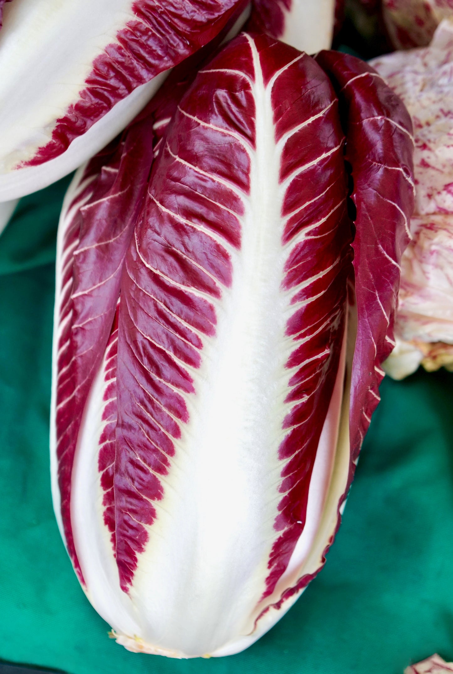 100 RADICCHIO DI TREVISO Radicchio Rose Vegetable Seeds