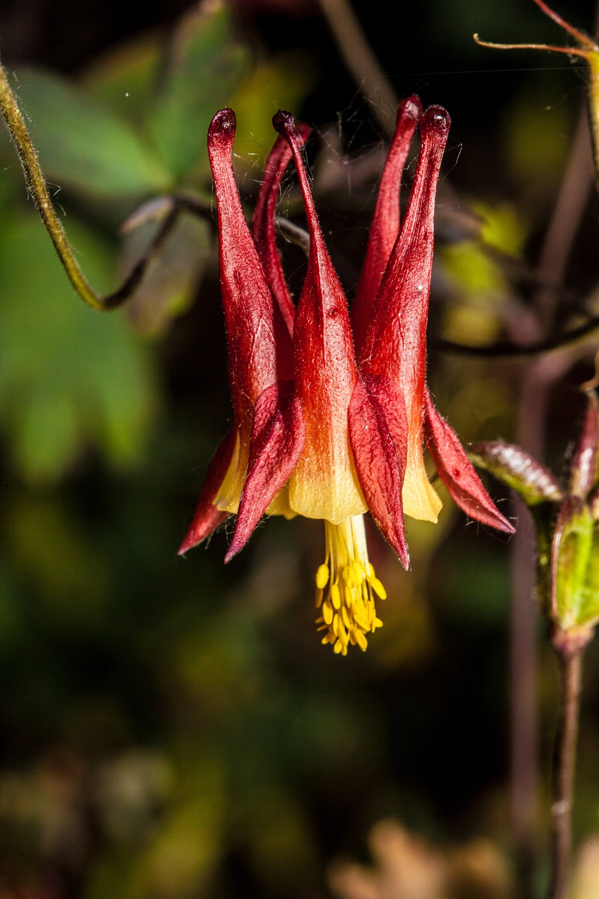 100 WILD / CANADIAN COLUMBINE Aquilegia Canadensis Red & Yellow Native Sun or Shade Flower Seeds