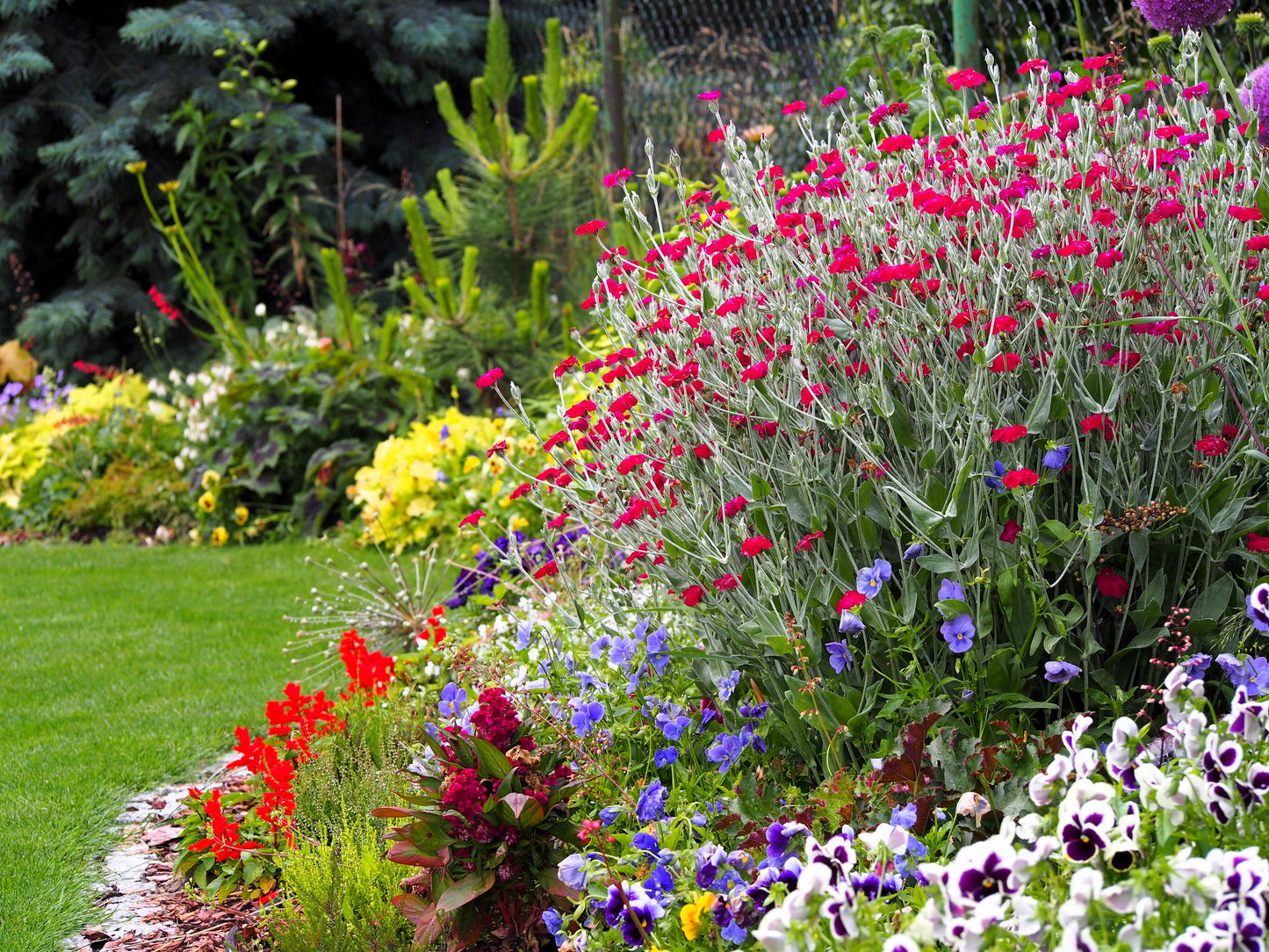 200 Organic ROSE CAMPION Magenta Silver Catchfly Lychnis Silene Coronaria Flower Seeds