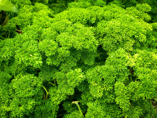 1500 TRIPLE CURLED PARSLEY Petroselinum Hortensis Herb Vegetable Seeds