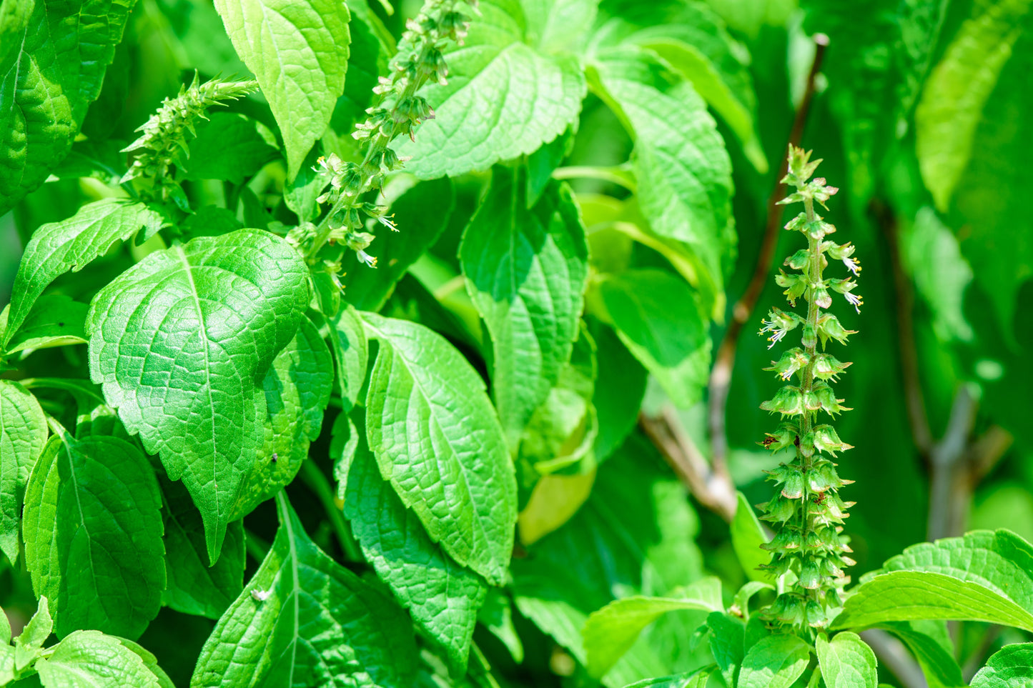 500 CLOVE BASIL Ocimum Basilicum Herb Flower Seeds