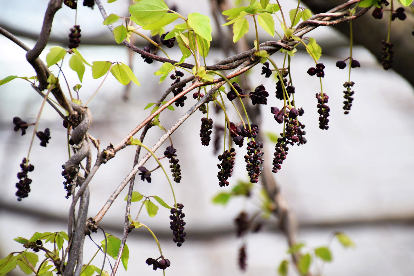 15 CHOCOLATE VINE Edible Fruit Akebia Trifoliata Flower Ornamental Climber Seeds