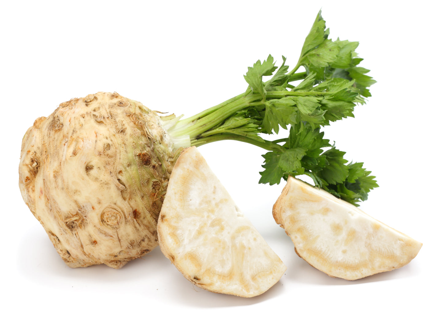 500 GIANT PRAGUE CELERIAC Apium Graveolens Celery Root Vegetable Seeds