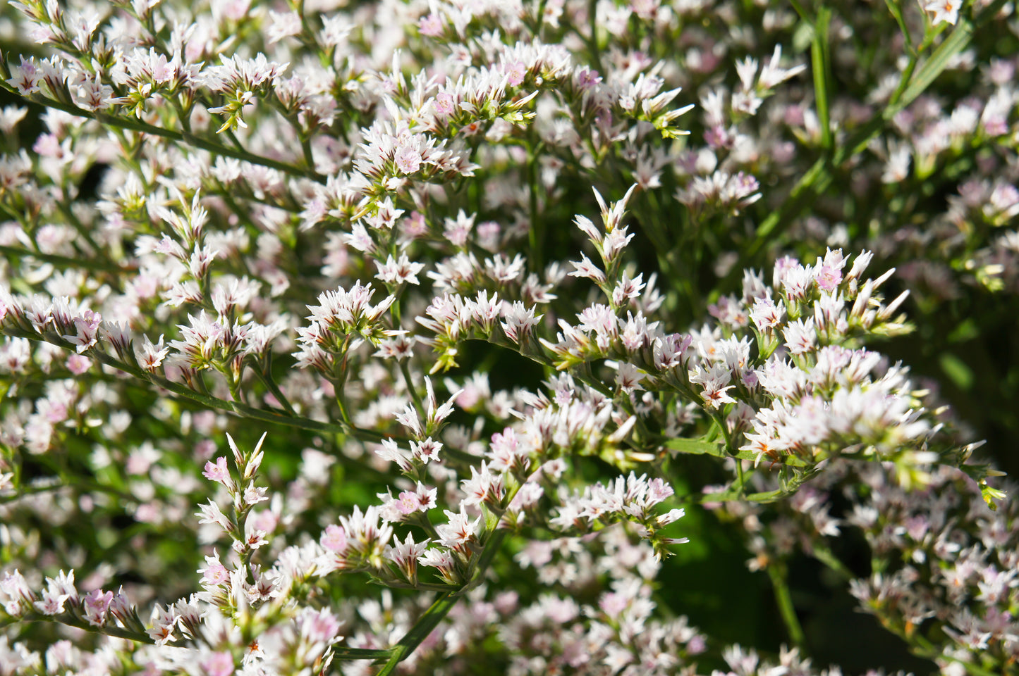 30 GERMAN STATICE White Sea Lavender Goniolimon Tataricum Limonium Flower Seeds
