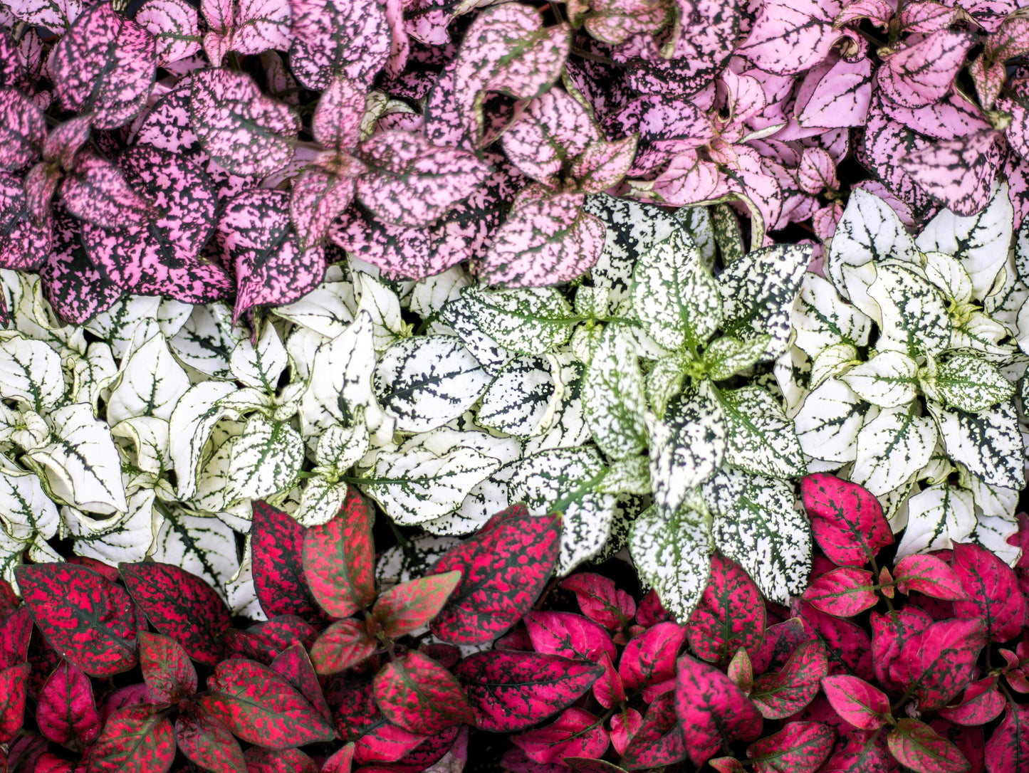 pink speckled house plant 10 Dwarf Mixed Colors POLKA DOT PLANT Red Pink White Rose Splash Selec – Seedville USA