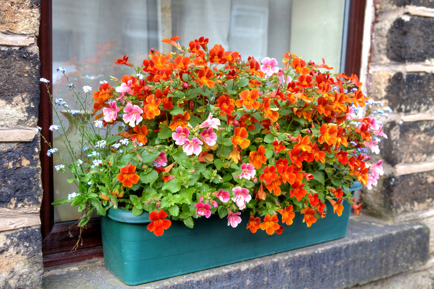 50 ORANGE PRINCE NEMESIA Strumosa Flower Seeds